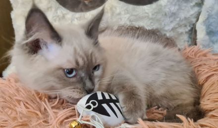 Neva Masquarade Kater blue point Sibirischer Kater mit Stammbaum