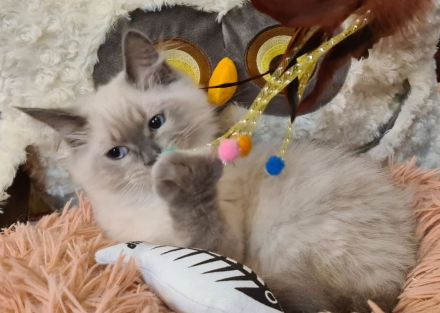 Neva Masquarade Kater blue point Sibirischer Kater mit Stammbaum