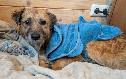Didrik, süßer, blinder, kuschelaffiner Rüde sucht ein liebevolles Zuhause, 7J, 45 cm
