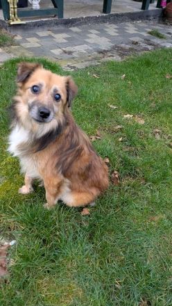 Didrik, süßer, blinder, kuschelaffiner Rüde sucht ein liebevolles Zuhause, 7J, 45 cm