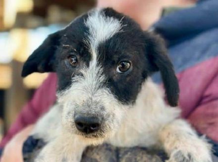 Elsa, welpentypisch verspielt und offen und auf der Suche nach einem Zuhause, 5M, 25 cm