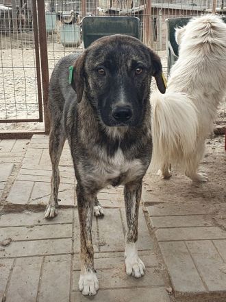 Freddy, ruhiger, safter Junghund, der gerne in ein Zuhause in ruhiger Umgebung zieht, 2 J, 54 cm