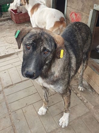 Freddy, ruhiger, safter Junghund, der gerne in ein Zuhause in ruhiger Umgebung zieht, 2 J, 54 cm