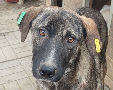 Freddy, ruhiger, safter Junghund, der gerne in ein Zuhause in ruhiger Umgebung zieht, 2 J, 54 cm