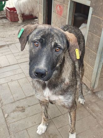 Freddy, ruhiger, safter Junghund, der gerne in ein Zuhause in ruhiger Umgebung zieht, 2 J, 54 cm