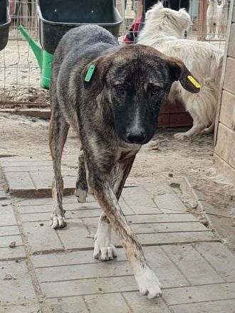 Freddy, ruhiger, safter Junghund, der gerne in ein Zuhause in ruhiger Umgebung zieht, 2 J, 54 cm