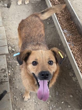 Jakob, wuseliger, leicht unsicherer Hund mit großem Herz, 4 J, 56 cm