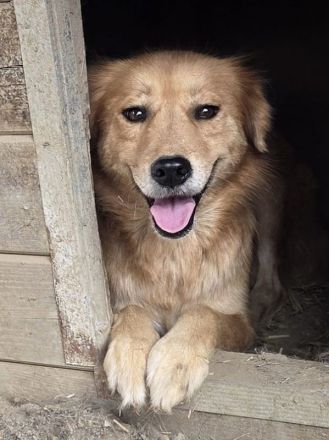 Jakob, wuseliger, leicht unsicherer Hund mit großem Herz, 4 J, 56 cm