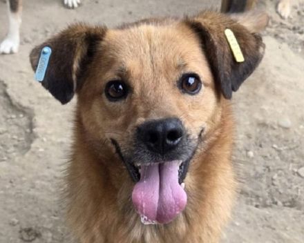 Jakob, wuseliger, leicht unsicherer Hund mit großem Herz, 4 J, 56 cm