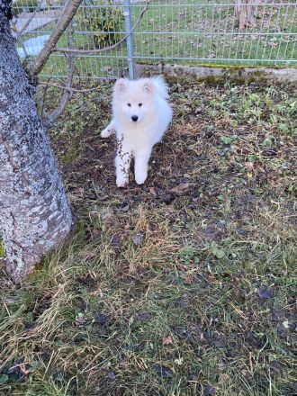 Samojeden-Junghund Loki sucht sein Für-immer-Zuhause