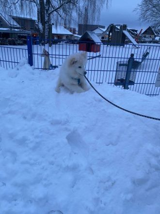 Samojeden-Junghund Loki sucht sein Für-immer-Zuhause