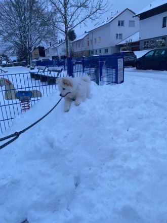 Samojeden-Junghund Loki sucht sein Für-immer-Zuhause
