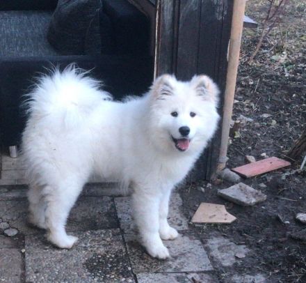 Samojeden-Junghund Loki sucht sein Für-immer-Zuhause