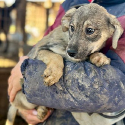 Kyla, kleine Welpendame wartet auf ihre Chance auf ein Zuhause, 4M, 15 cm