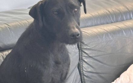 Dunkle Schönheit Amber sucht Zuhause