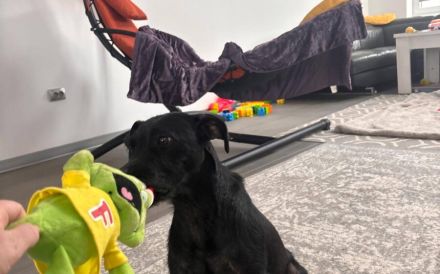 Dunkle Schönheit Amber sucht Zuhause