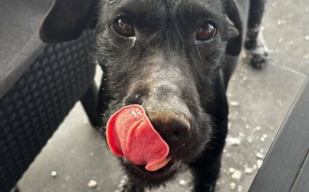 Dunkle Schönheit Amber sucht Zuhause