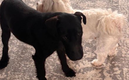 Dunkle Schönheit Amber sucht Zuhause