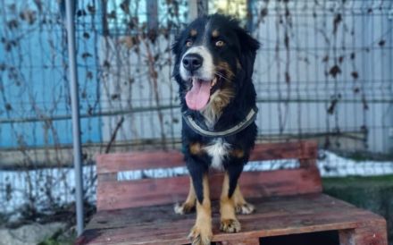 Bildschöne, stattliche und ausgeglichene Pantera Negra