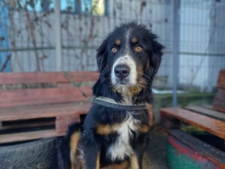 Bildschöne, stattliche und ausgeglichene Pantera Negra