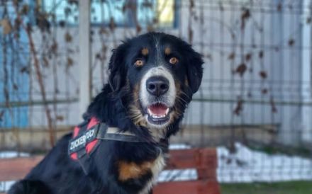 Bildschöne, stattliche und ausgeglichene Pantera Negra