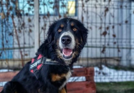 Bildschöne, stattliche und ausgeglichene Pantera Negra