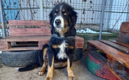 Bildschöne, stattliche und ausgeglichene Pantera Negra