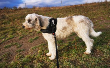 Liebenswertes Fellknäuel Anora sucht Familienanschluss