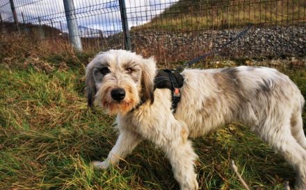 Liebenswertes Fellknäuel Anora sucht Familienanschluss