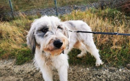 Liebenswertes Fellknäuel Anora sucht Familienanschluss