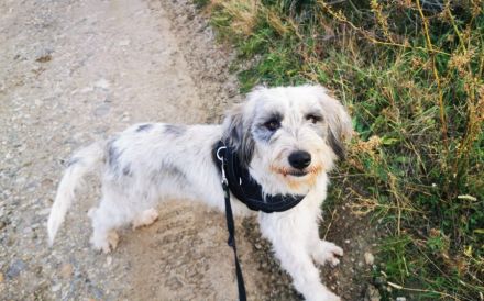 Liebenswertes Fellknäuel Anora sucht Familienanschluss