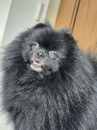 Reinrassige Pomeranian Zwergspitz Welpen