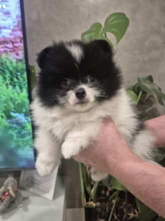 Reinrassige Pomeranian Zwergspitz Welpen