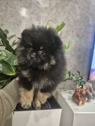 Reinrassige Pomeranian Zwergspitz Welpen