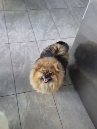 Reinrassige Pomeranian Zwergspitz Welpen