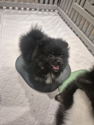 Reinrassige Pomeranian Zwergspitz Welpen