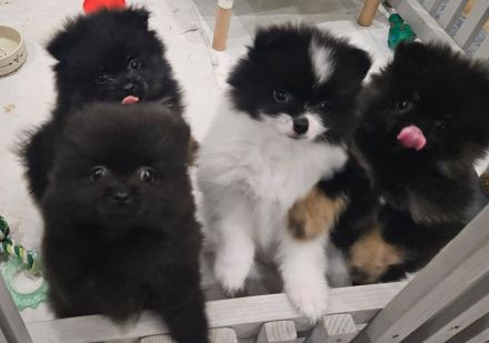 Reinrassige Pomeranian Zwergspitz Welpen