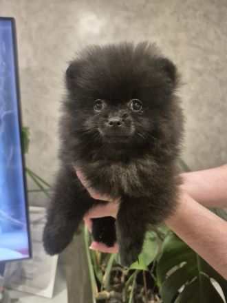 Reinrassige Pomeranian Zwergspitz Welpen