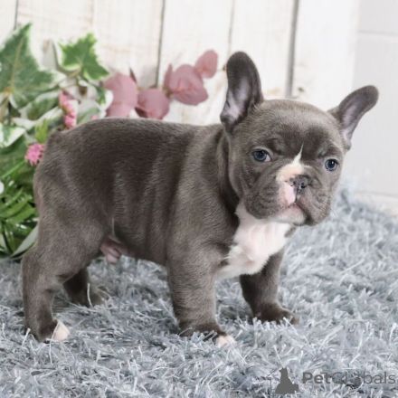 Wunderschöne Französische Bulldoggen Welpen