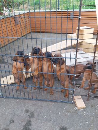 Wurfankündigung BGS