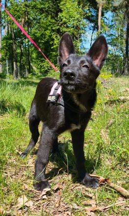 Marxdorfer Wolfshund Welpen