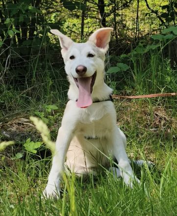 Marxdorfer Wolfshund Welpen