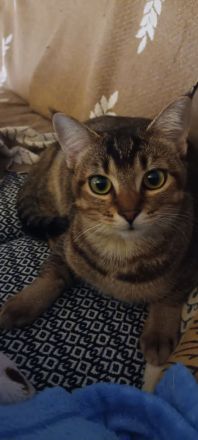 2 Jüngere Katzen