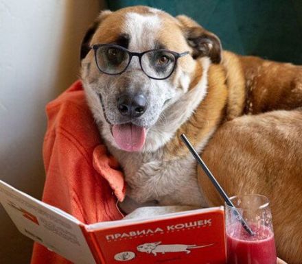 Über Ritchy 6 Jahre, netter, ruhiger Mischling liebt Kinder, Katzen, Artgenossen und gute Bücher