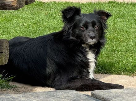 Zelda, defensive Hündin, die erfahrene Menschen mit Zeit und Geduld braucht, 4,5J, 40 cm