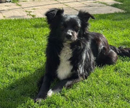 Zelda, defensive Hündin, die erfahrene Menschen mit Zeit und Geduld braucht, 4,5J, 40 cm