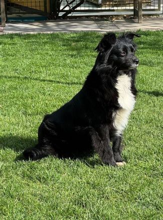 Zelda, defensive Hündin, die erfahrene Menschen mit Zeit und Geduld braucht, 4,5J, 40 cm