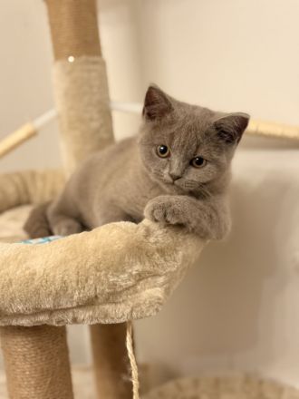 Liebevoller junger Kater sucht neues Zuhause 🐾