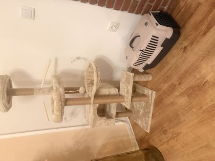 Liebevoller junger Kater sucht neues Zuhause 🐾