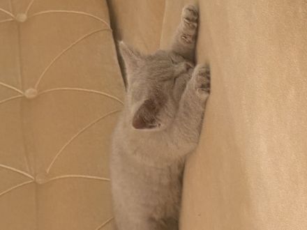 Liebevoller junger Kater sucht neues Zuhause 🐾